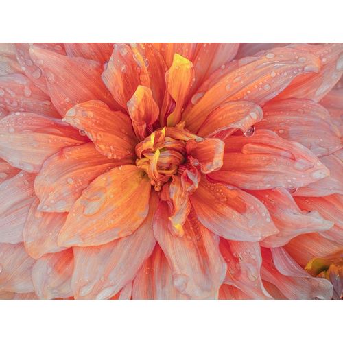 Oregon-Canby-Swam Island Dahlias-Dahlia flower close-ups